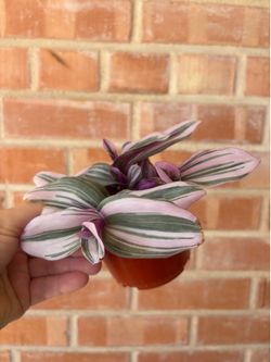 Tradescantia nanouk
