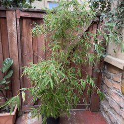 Bamboo