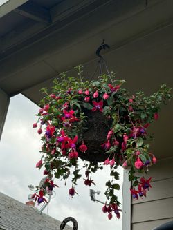Plant / flower