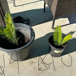 Sago Palm Plants 