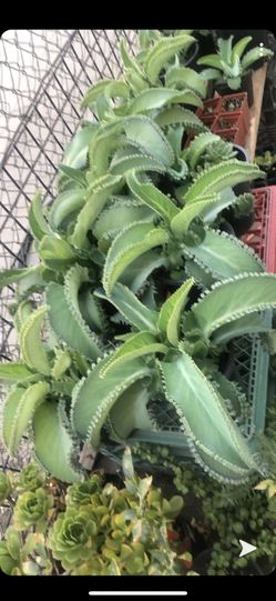 Plantita