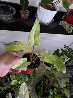 Philodendron - Snow Drift