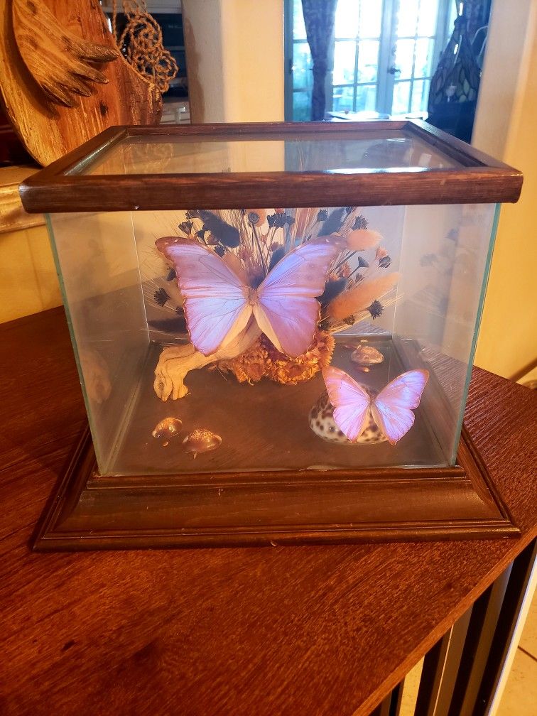 Beautiful Vintage Taxidermy Real Butterfly In A Wood Framed Glass Terrarium From 1979.