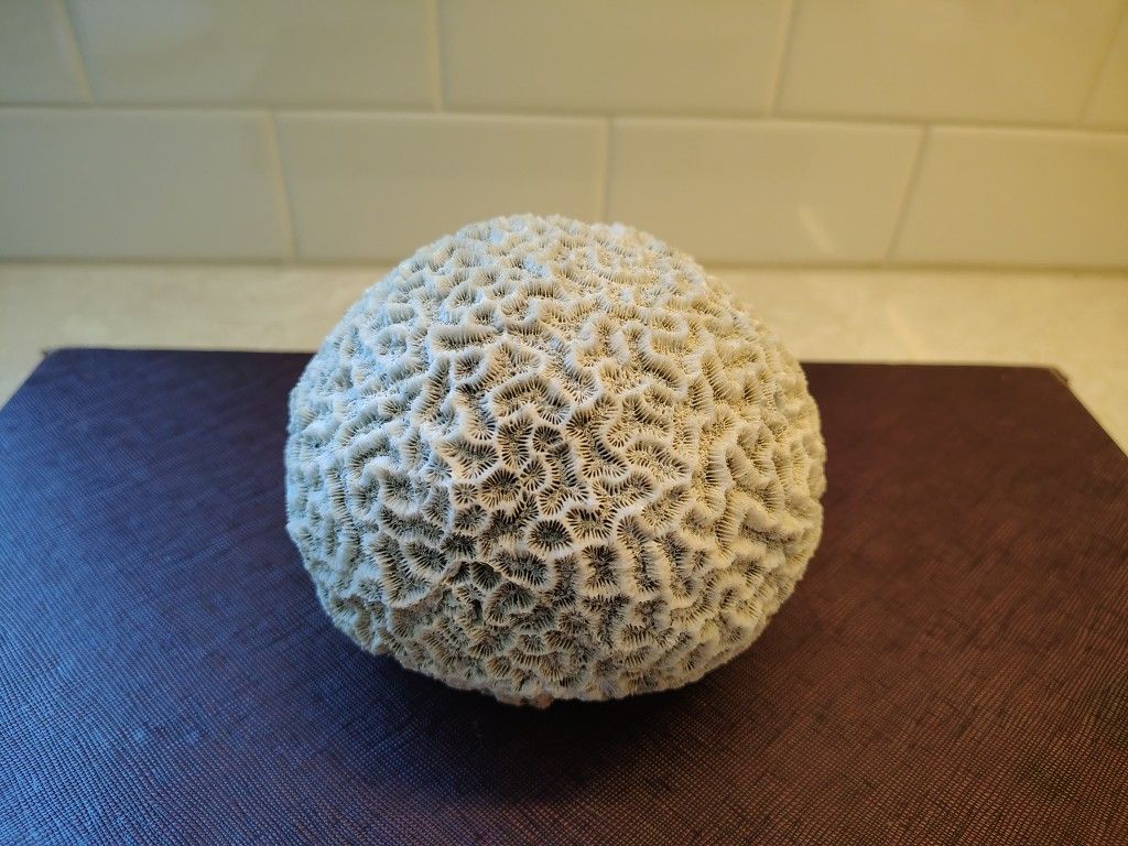 Brain Coral