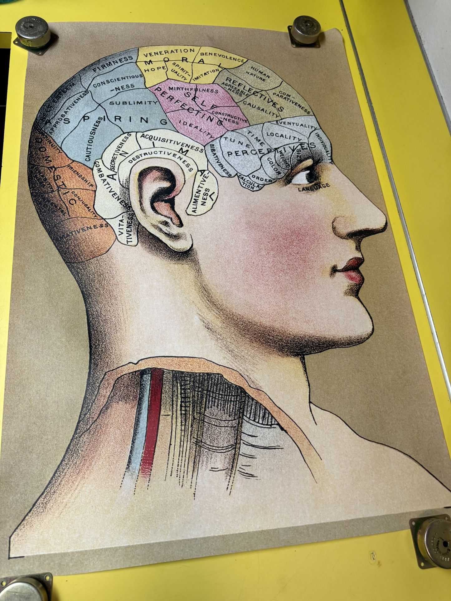 Cool, Vintage Phrenology head chart