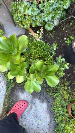 Succulent Plants