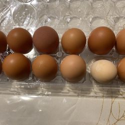 Hatching Eggs -back Yard Mixed Breed