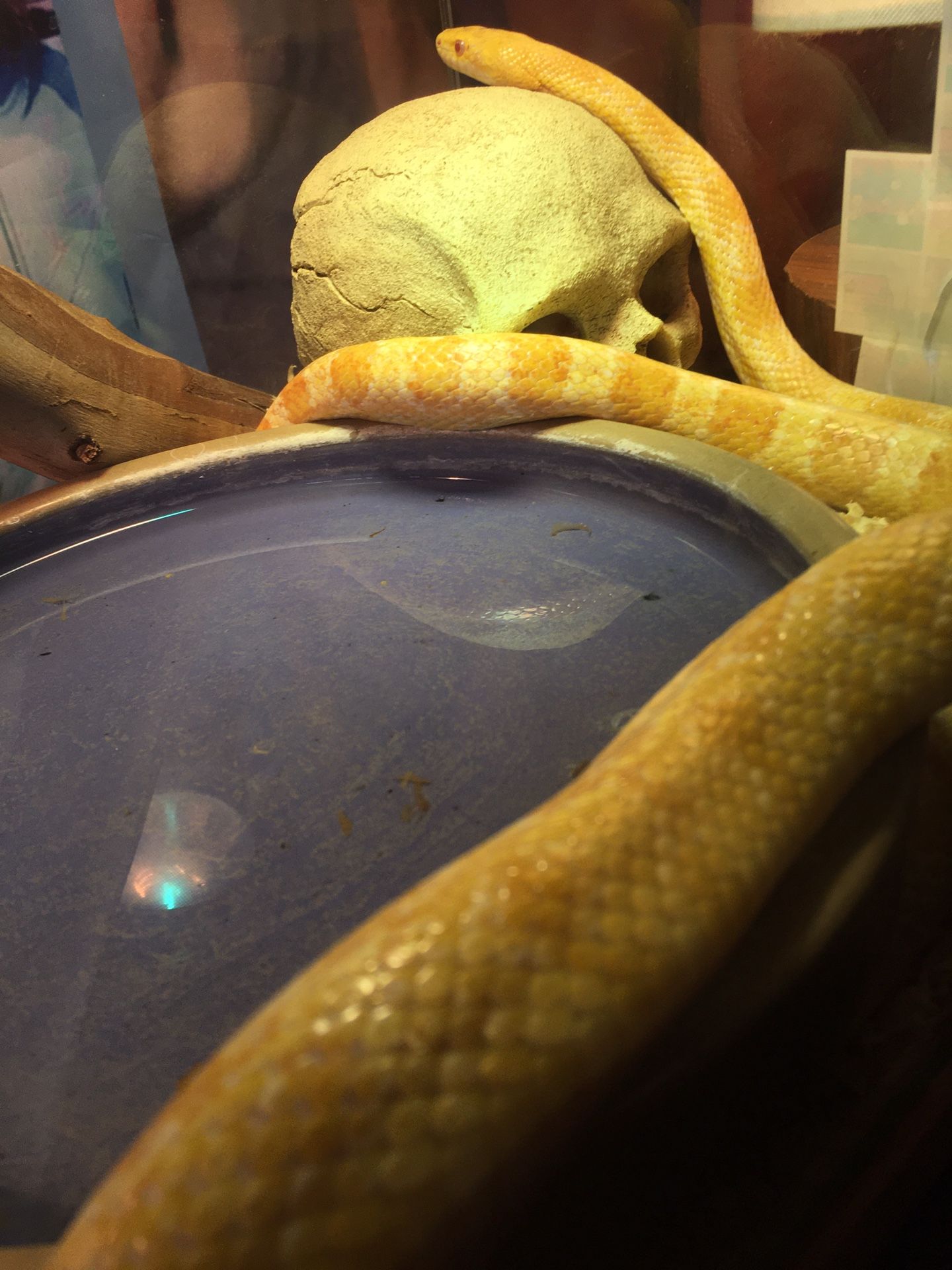 Corn Snake Plus Free Enclosure