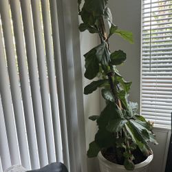 Large Fiddle Leaf Fig in White Ceramic Pot & Crate with Wheels