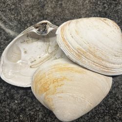 Large Real Clam Shell