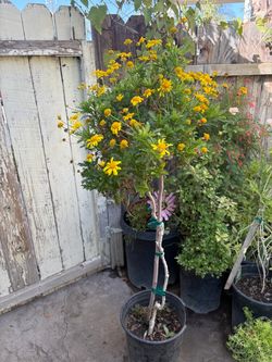 Margarita africana