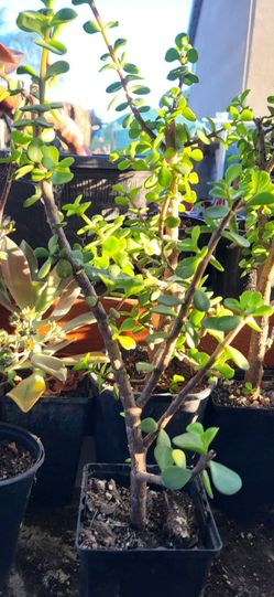 Young Jade Plants