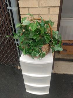 Silk Ivy Plant 