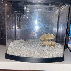 TOPFIN 5 GALLON FISH TANK PERFECT FOR CHRISTMAS!