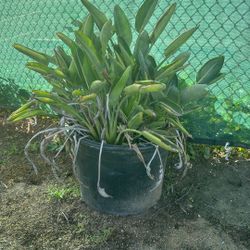 Birds Of Paradise