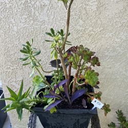 Large Beautiful Succulent 
