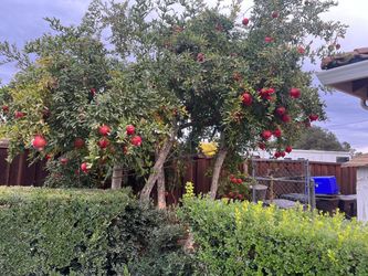 Pomegranates
