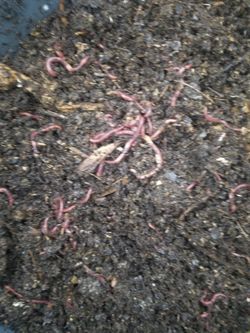 Compost Red Wiggler Worms