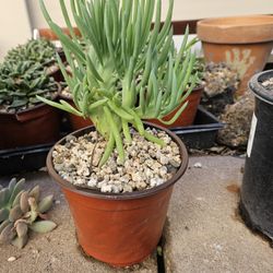 Crested Succulents For $10