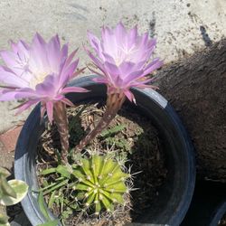 $20 each ,5 Gallons
