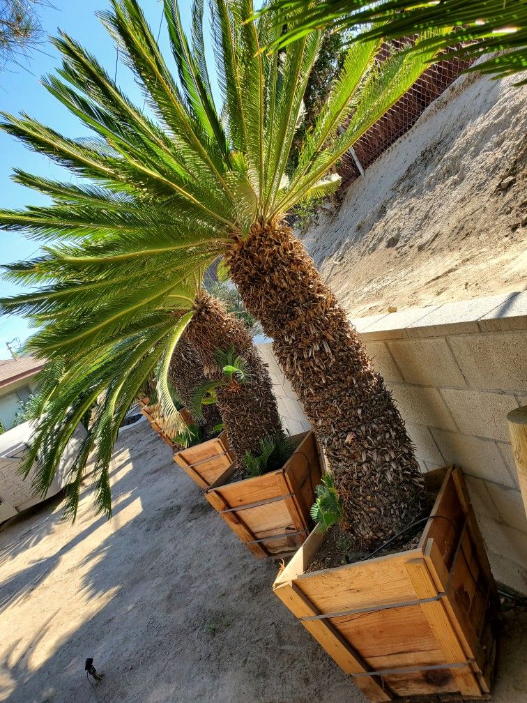 Sago Palm For Sale Here At Paradise Palm Tree Sculptors Nursury In