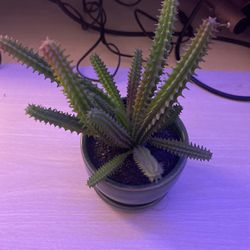 Cactus Plant Fake