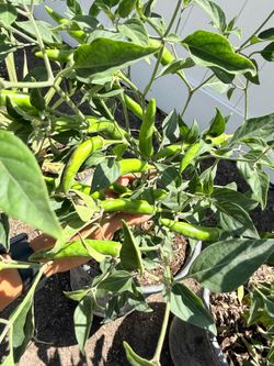 Serrano Ready for harvest Pepper Plant /5 gallon