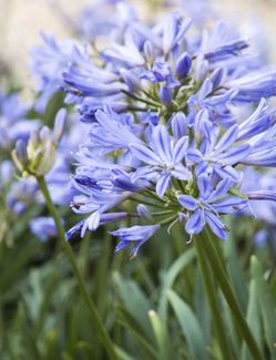 Dwarf Blue Agapanthus Lily Of The Nile Flower Plant, 1 Gallon