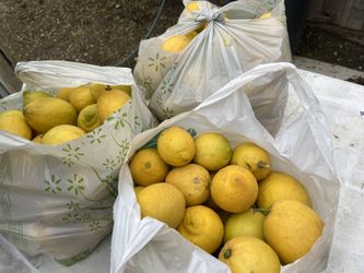 Fresh picked 5$ a bag pick up only