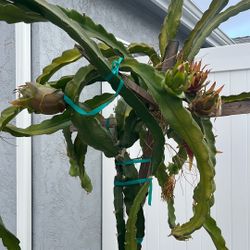 Dragon Fruit Cutting 