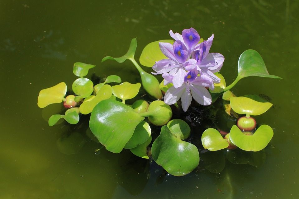 Water Hyacinth Aquatic Pond Aquarium Plant