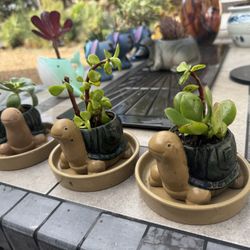 🔥 🐢 🐢 🐢 3 Turtle Planter Set w Succulents 🪴 🪴 🪴+ Trays 