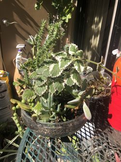 Around 12 succulents