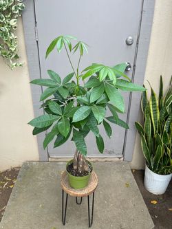 Pachira Braided Money Tree Plant 6” Pot