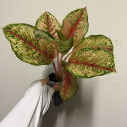 Aglaonema Karat Plant