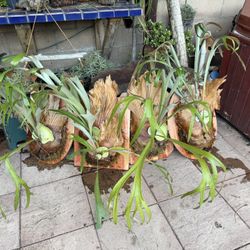 Another Great Batch Of Staghorn Ferns