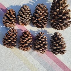 Pine Cones