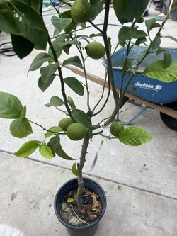 Eureka Lemon Tree