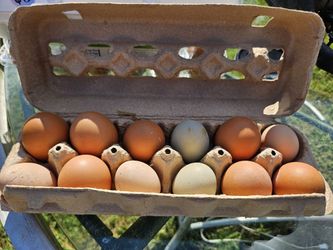 1 Dozen Farm Fresh Eggs 