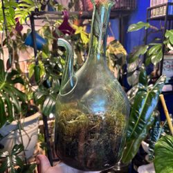 Moss Terrarium 