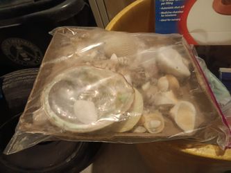 Seashells
