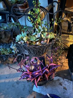 2 Tier Metal Wall Planter with live plants