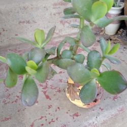 Plants Jade