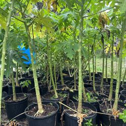Papaya Tree 