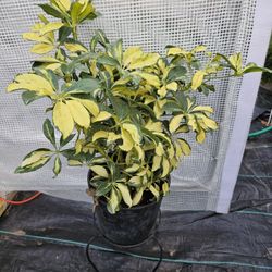Dwarf Umbrella Plants 