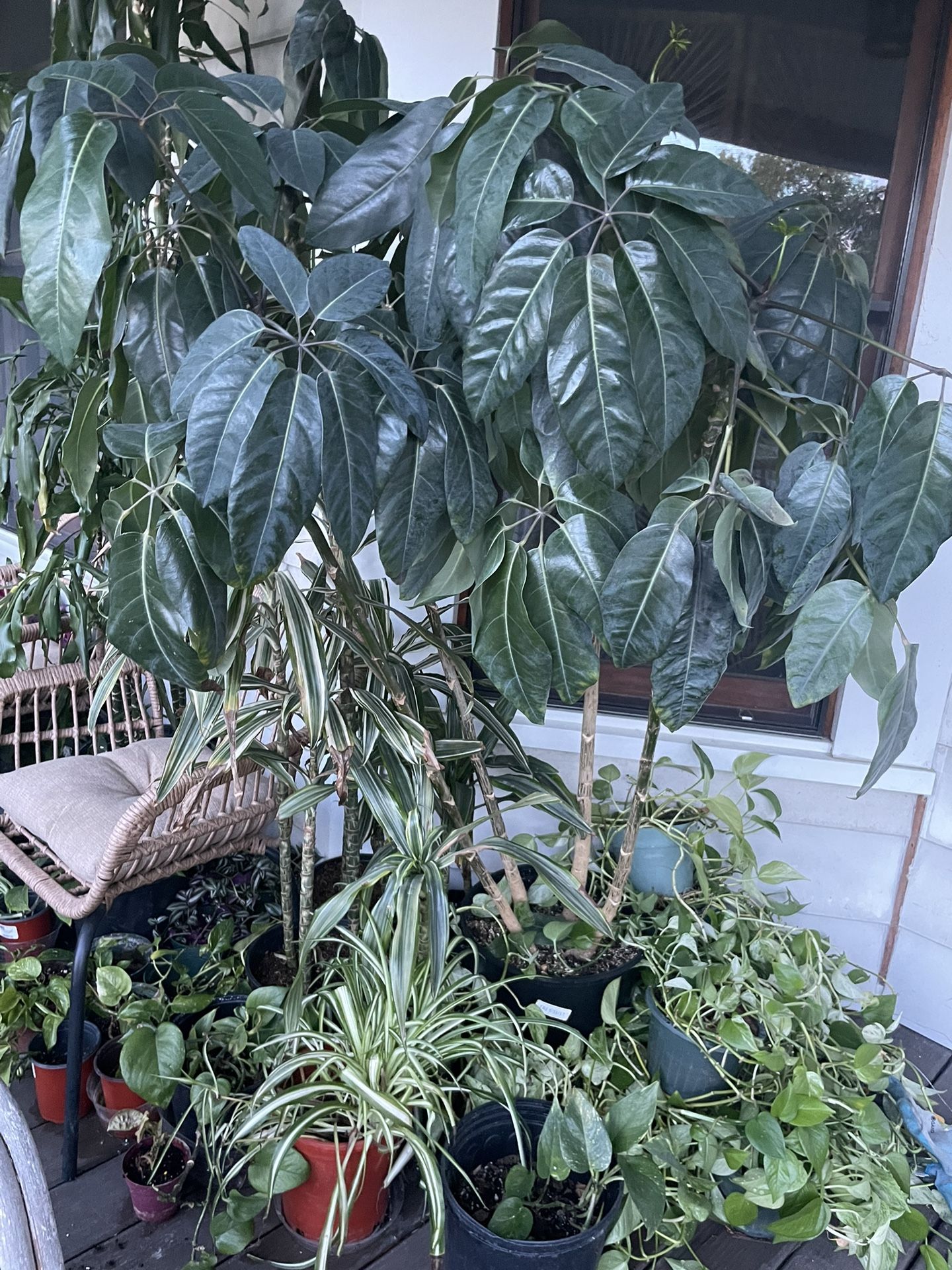 beautiful 4’-5’ tall umbrella tree schefflera 4 plants in 1 pot house plant