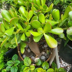 Jade Plants$10-$20