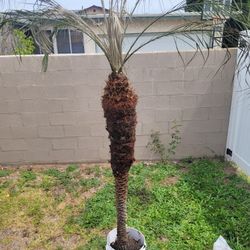 🔥 7ft Pygmy Date Palm Tree Mature Tropical Nursery Plant Landscape Ready Yard Garden Outdoor Decor LA 👀