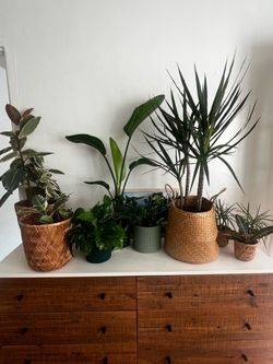 Indoor plants 🪴