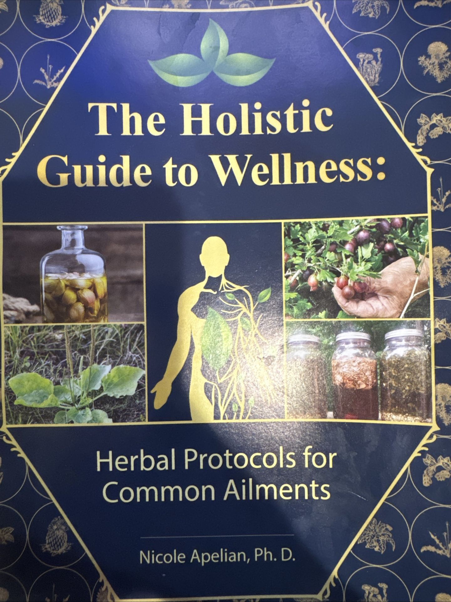 Holistic Guide to Wellness : Herbal Protocols for Common Ailments by Nicole Apel